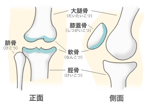 膝関節